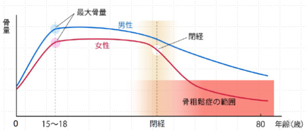 骨量と年齢の変化グラフ